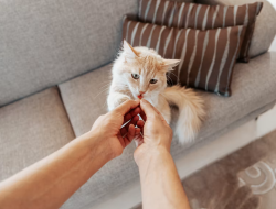Memilih Makanan Kucing yang Tepat untuk Mendukung Kesehatan Pencernaan