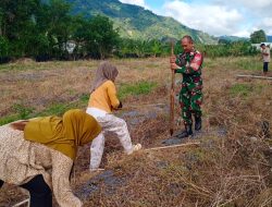 Babinsa Koramil 03/Pegasing Bantu Warga Tanam Jagung di Desa Ujung Gele untuk Dukung Ketahanan Pangan