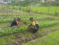 Babinsa Koramil 04/Bintang Dampingi Warga Rawat Tanaman Kacang Merah di Aceh Tengah
