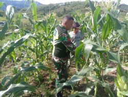 Babinsa Koramil 03/Pegasing Gotong Royong Bersihkan Lahan Jagung Milik Warga di Aceh Tengah