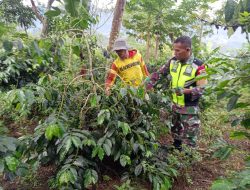 Babinsa Koramil 04/Bintang Bersama Warga Gotong Royong Bersihkan Kebun Kopi di Desa LB 1