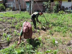 Babinsa Koramil 08/SN Bersama Warga Perkuat Ketahanan Pangan Melalui Pembersihan Lahan Jagung di Aceh Tengah