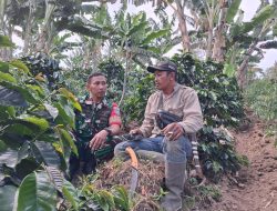Babinsa Desa Tansaranbidin Sambangi Petani Kopi Langsung di Ladang