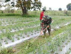 Babinsa Koramil 10/Celala Bantu Petani Bersihkan Lahan Bawang Merah di Aceh Tengah