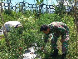 Babinsa Koramil 05/Linge Dampingi Masyarakat Kembangkan Budidaya Cabai di Desa Kute Baru