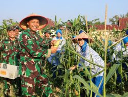 Panen Raya Serentak, Danlanal Dumai Perkuat Ketahanan Pangan Nasional Melalui Hasil Panen Jagung dan Ketela Pohon