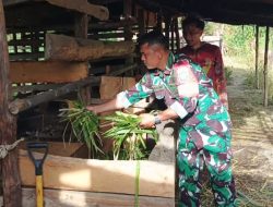Babinsa Koramil 01/Lut Tawar Laksanakan Pendampingan Ketahanan Pangan Desa Melalui Program Penggemukan Sapi