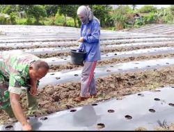 BABINSA KORAMIL 09/KETOL DAMPINGI PETANI TANAM BAWANG MERAH DALAM RANGKA MENDUKUNG KETAHANAN PANGAN