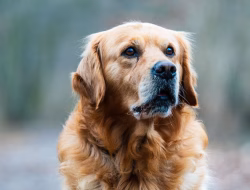 Golden Retriever Anjing Pintar yang Cocok Dipelihara Pemula