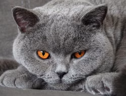 Ras Kucing Abu Abu Populer yang Cocok Dipelihara di Rumah