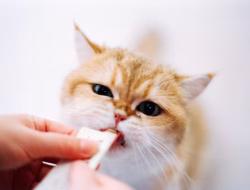 Vitamin Kucing untuk Menjaga Kesehatan Kulit dan Bulu