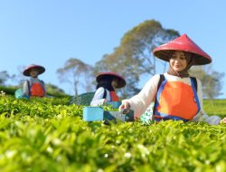 Holding Perkebunan Nusantara Perluas Jejak Teh Indonesia, Produk PTPN I Masuk Gerai Legendaris Twinings London