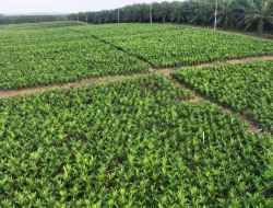 Holding Perkebunan Nusantara melalui PTPN IV PalmCo Akselerasi Peremajaan Sawit Petani di Riau Perkuat Implementasi Program B50