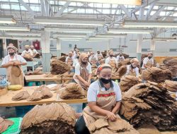 Holding Perkebunan Nusantara Perkuat Daya Saing Global, Tembakau Premium PTPN I Jadi Andalan Industri Cerutu Dunia