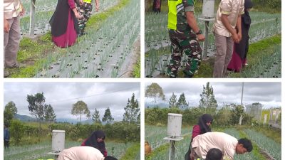 Dukung Program Ketahanan Pangan, Babinsa Koramil 06/Bukit Aktif Dampingi Petani