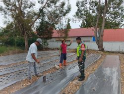 Dukung Ketahanan Pangan Wilayah, Babinsa Sambangi Petani di Lahan Pertanian