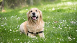Kenali Anjing Labrador dari Karakter, Sifat, Sampai Cara Merawatnya