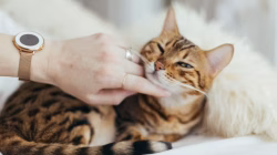 Kandungan Obat Jamur Kucing yang Penting Diperhatikan
