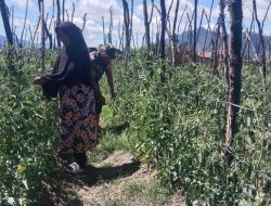 Babinsa Koramil 02/Bebesen Bantu Petani Panen Cabai, Wujud Nyata Kemanunggalan TNI dan Rakyat