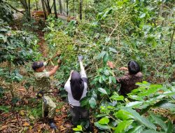 Babinsa Koramil 03/Pegasing Dampingi Warga Panen Kopi, Perkuat Sinergi TNI dan Masyarakat