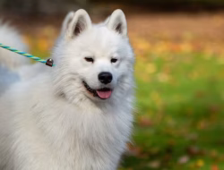 Anjing Samoyed, Ciri Karakter dan Cara Merawatnya