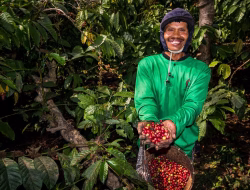 Kebun Kopi Ijen, Warisan yang Terus Menghidupi