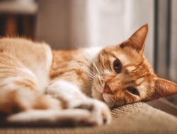 Ringworm pada Kucing, Penyebab Gejala dan Cara Mengatasinya