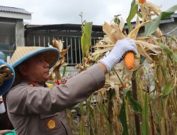 Panen Raya Jagung Kuartal IV, Kapolres Bener Meriah Dorong Penguatan Swasembada Pangan
