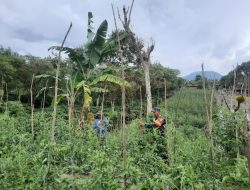 Babinsa Koramil 09/Ketol Bantu Petani Pasang Ajir Tanaman Tomat di Desa Kala Ketol