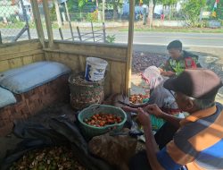 Wujud Kepedulian terhadap Warga, Babinsa Celala Bantu Masyarakat Kupas Pinang