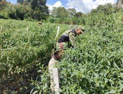 Babinsa Koramil 09/Ketol Bantu Petani Panen Cabai Merah Keriting di Desa Bah, Aceh Tengah