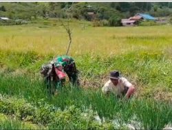 Babinsa Koramil 04/Bintang An Bantu Petani Rawat Tanaman Bawang Merah di Desa Bale Nosar